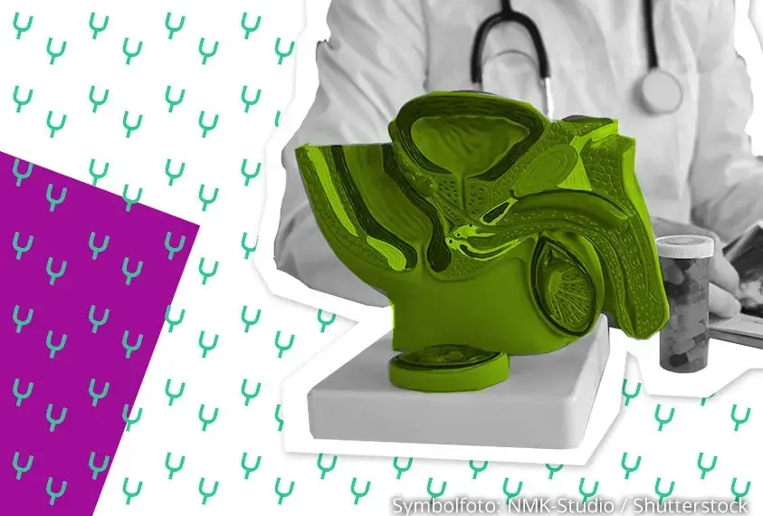 Abbildung eines Modells Querschnitt der m&auml;nnlichen Geschlechtsorgane