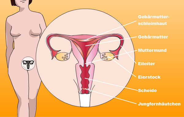 Innere Geschlechtsorgane Loveline De